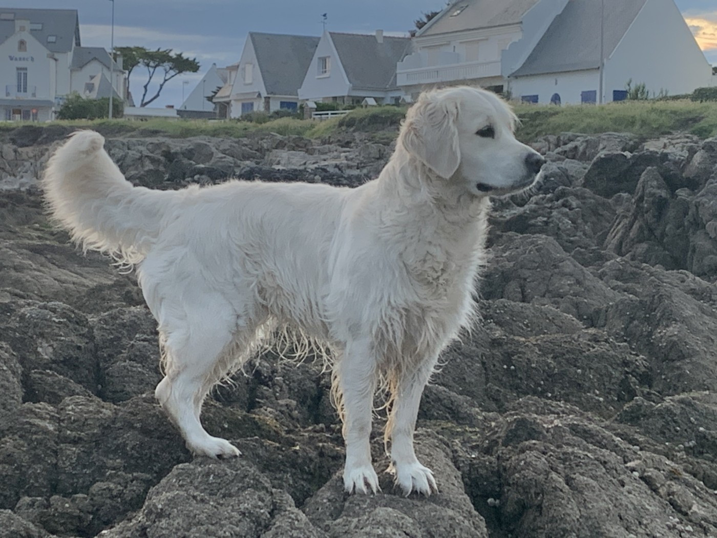 Thaly de bihan ki breizh