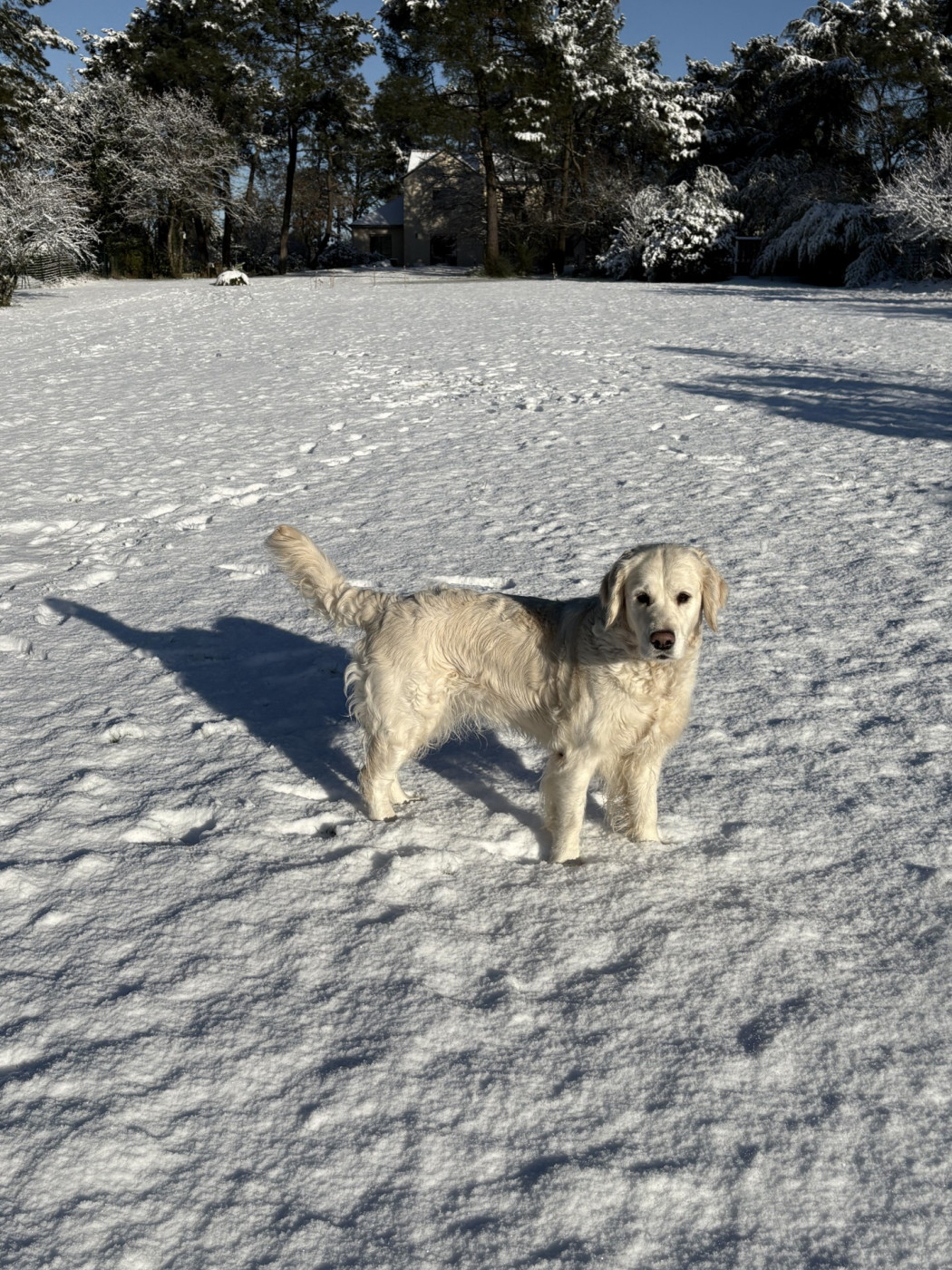 THALY DE BIHAN KI BREIZ