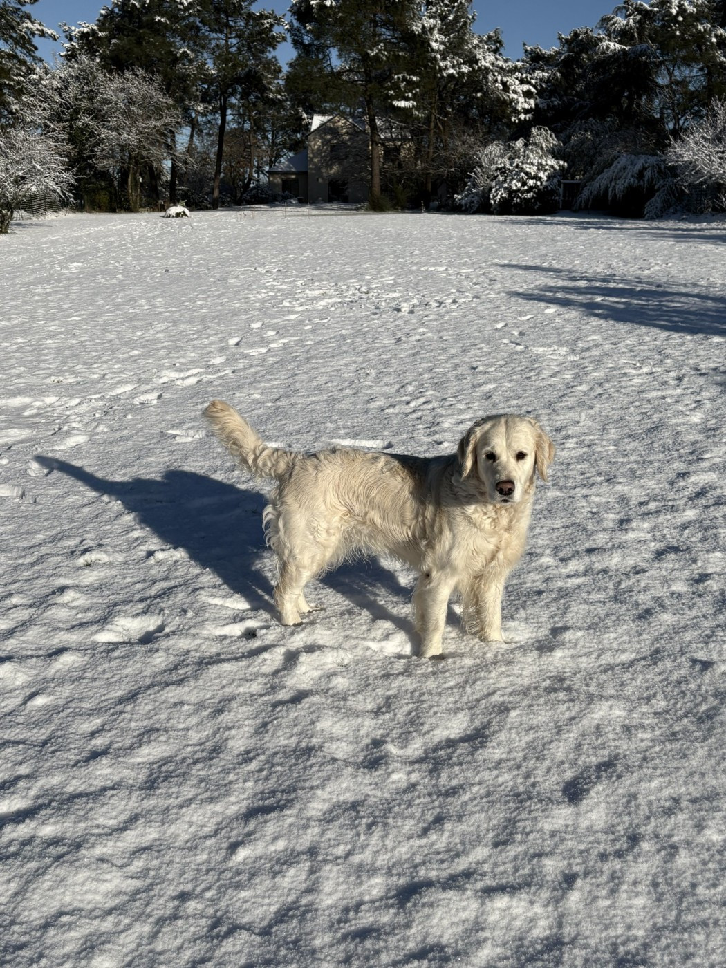 THALY DE BIHAN KI BREIZ