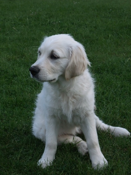 FLANELLE (FATAL BEAUTY miss vert foncé)